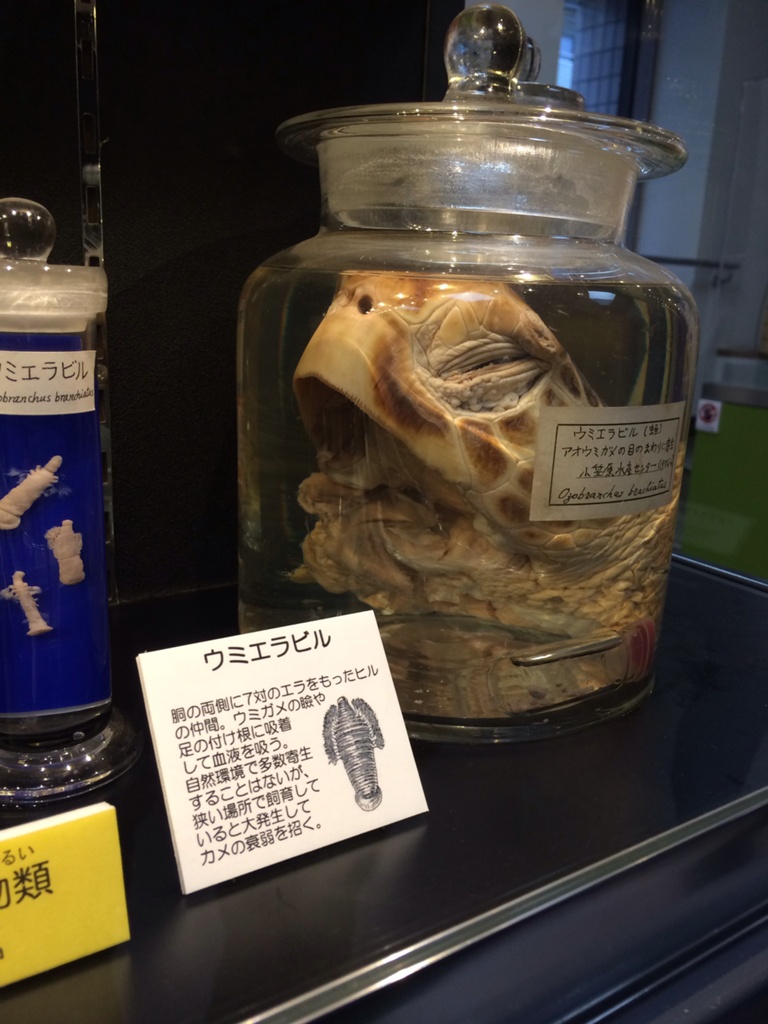 Roda Mad Blog Entry `寄生虫☻グロ？注意？` | FINAL FANTASY XIV