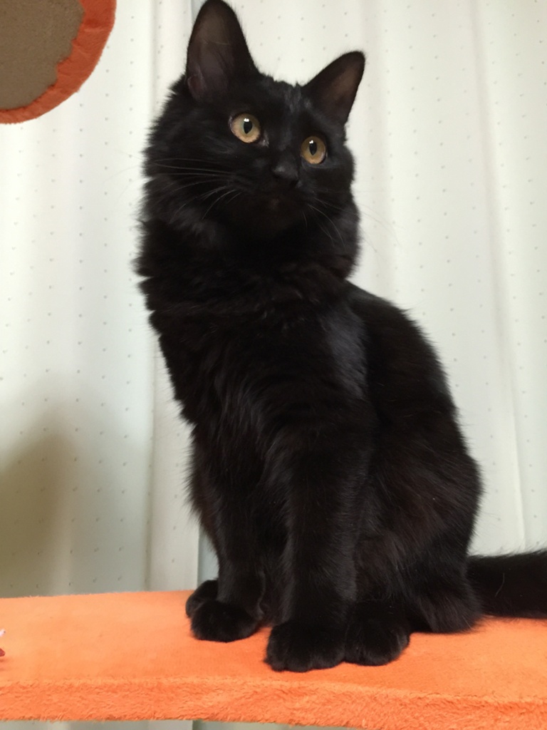 Miiyan Cat 日記「ミニオン☆ブラッククァール☆ byゴールドソーサー