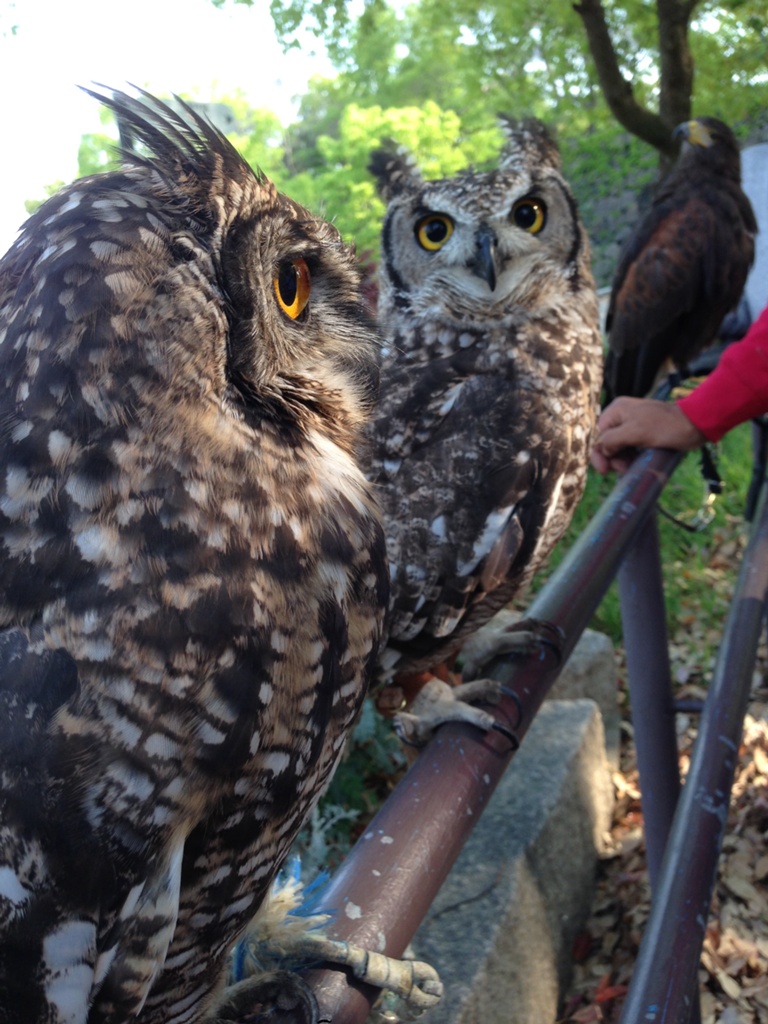 Tail Vermilion Blog Entry `愛鳥週間` | FINAL FANTASY XIV, The