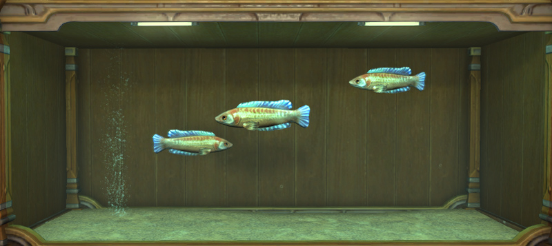 Iris Greave 日記「4.4実装の水槽のお魚さんメモ」 | FINAL