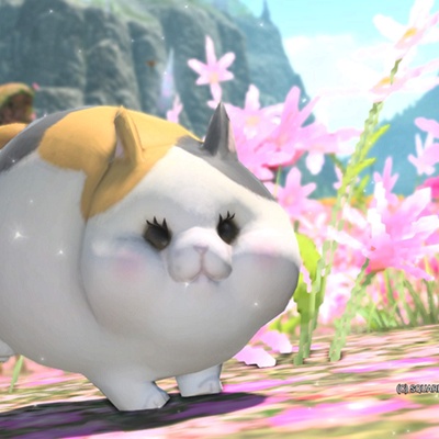 Fat Cat | DMS サーフボード 日本公式サイト( DMS Surfboards