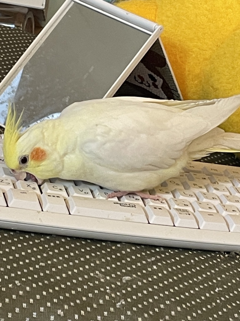 オカメインコRPGキャラクター紹介☆