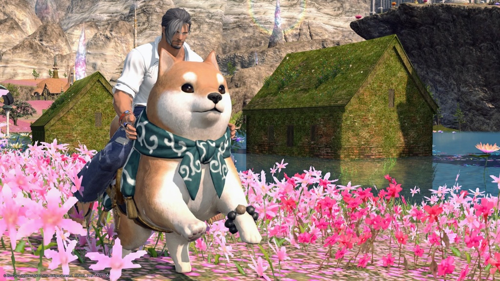 大柴さん専用 ID10038 櫂号 | 【柴犬.net】柴犬専門ブリーダー・犬舎の子犬販売