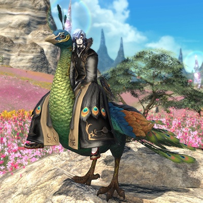 Kagetora Kouen 日記「孔雀・・・！」 | FINAL FANTASY XIV, The