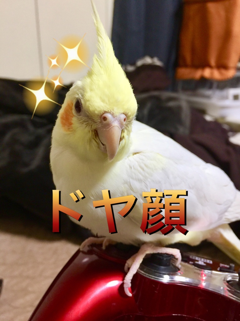 Tico Ravich 日記「オカメインコ」 | FINAL FANTASY XIV, The Lodestone